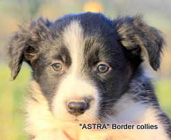 Black and white female, medium coat, border collie puppy